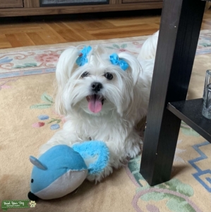 Maltese/Shih tzu Listing Image