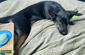 Doberman Shepherd Listing Image