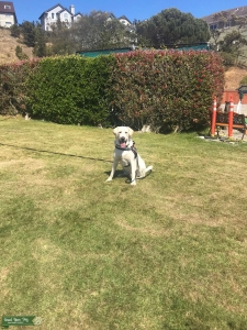 Young Yellow Lab AKC Certified Listing Image