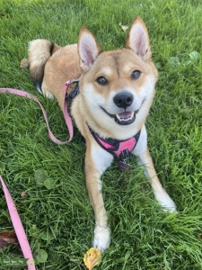 Red Shiba Inu Listing Image