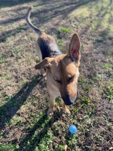 Looking for a Stud for my GSD Female  Listing Image
