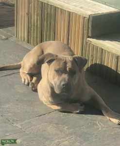 Beautiful Boy Presa Canario  Listing Image