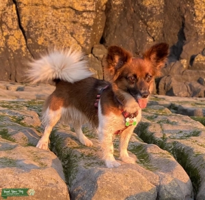 Happy Gorgeous Cairn x Papillon Bitch looking for Papillon stud Listing Image