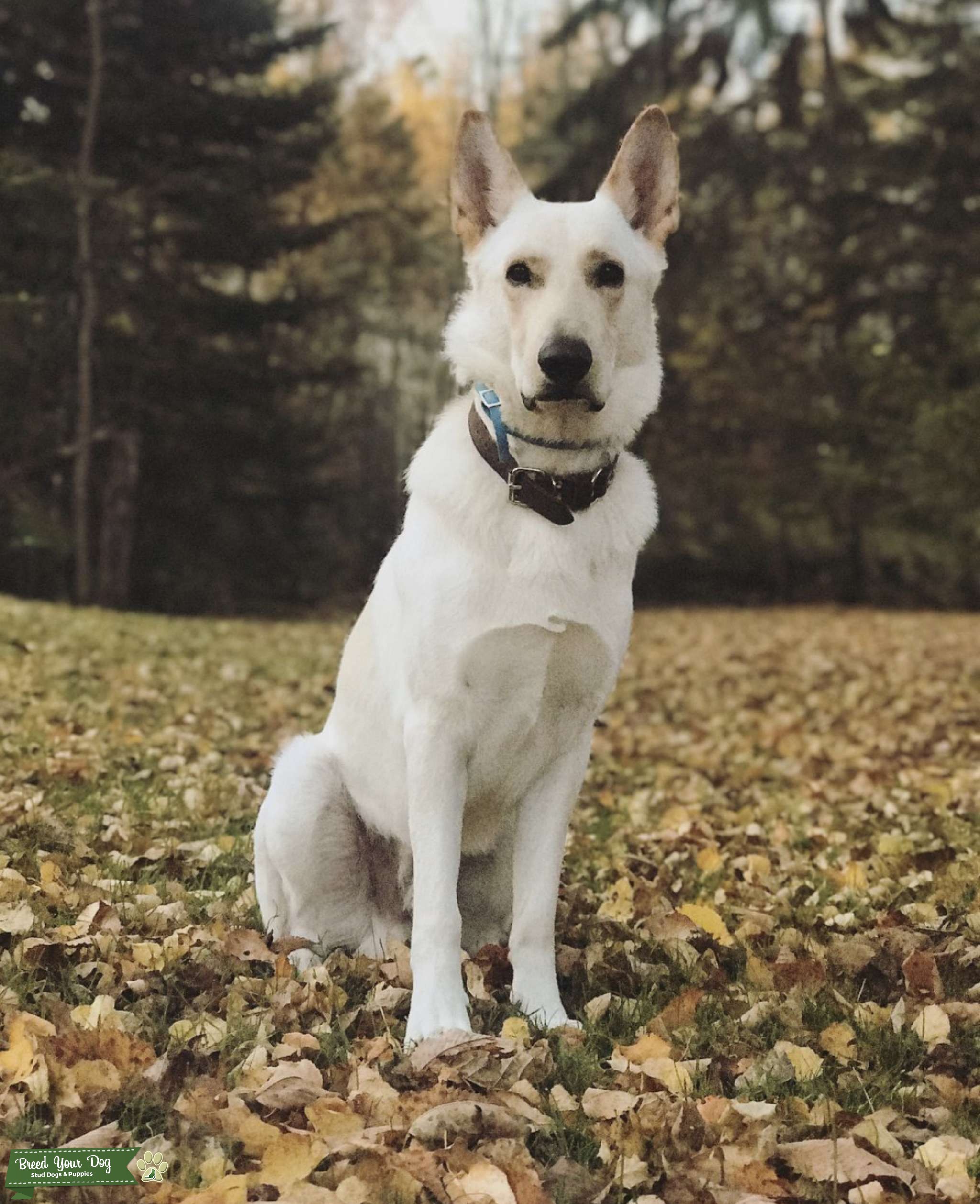 white german shepherd akc