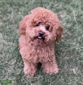 Red poodle wanting to breed before neutering  Listing Image