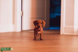 Mini Brown Dachshund   Listing Image