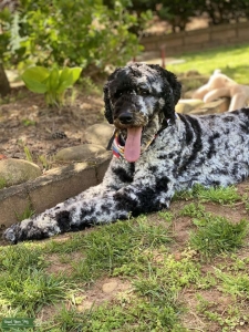 Merle Standard Poodle Listing Image