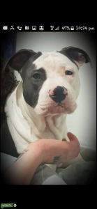 Male American Staffy 4 year old Listing Image