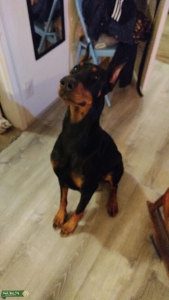 Purebred doberman Listing Image