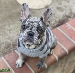 AKC CERTIFIED LILAC MERLE FRENCHIE STUD Listing Image
