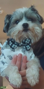 Parti Yorkie Listing Image