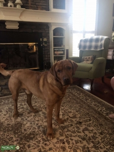 FOX RED Labrador Male Stud Listing Image