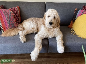 Goldendoodle Stud F2 Male $800 Listing Image