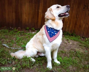 Light Golden Retriever - Successful Stud Listing Image