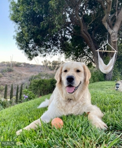 AKC cute and energetic, ready to breed first time  Listing Image