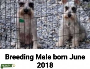 Miniature Schnauzer  Listing Image