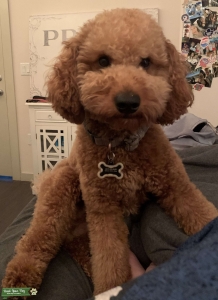 Miniature Goldendoodle Listing Image