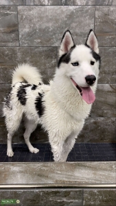 PieBald Husky Spotted Listing Image