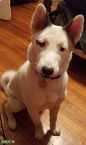 Akita husky Listing Image