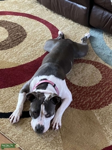 Looking for a stud to breed with my girl  Listing Image