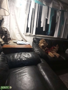 Looking for stud Listing Image
