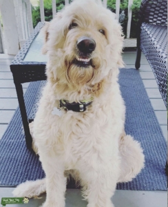 Goldendoodle Stud - Ready Listing Image