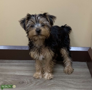 Stud AKC Yorkshire Terrier  Listing Image