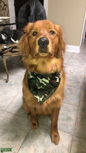 Beautiful Dark Male Golden Retriever  Listing Image