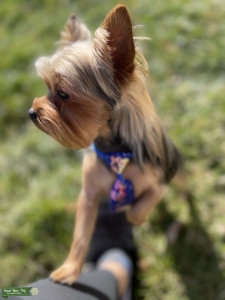 Black/ Gold Stud Yorkie Listing Image