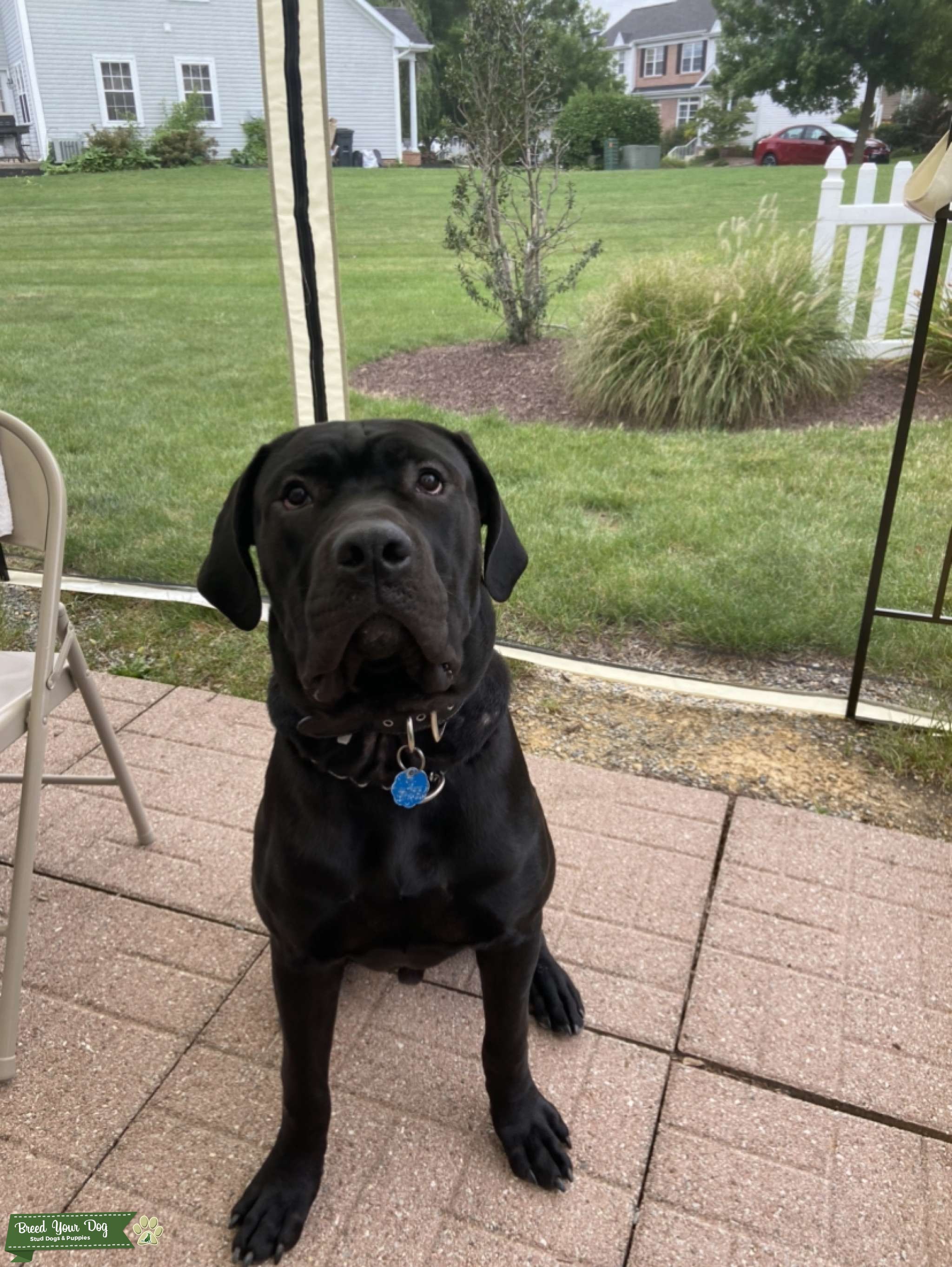 Cane Corso Ready For Breeding Stud Dog in USA , the United States