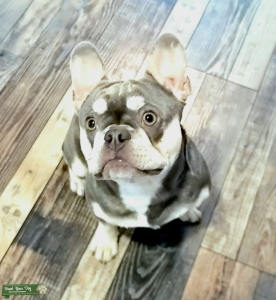 Highly Desired Genetics, Lilac/Cream, Introductory Rate Listing Image