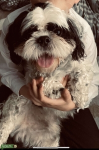 Looking for girlfriend Listing Image