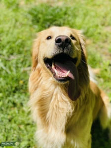 Looking for a female Golden Retriever Listing Image