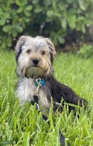Pure Preed Yorkie available for studding Listing Image