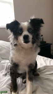 Mini Aussie Listing Image