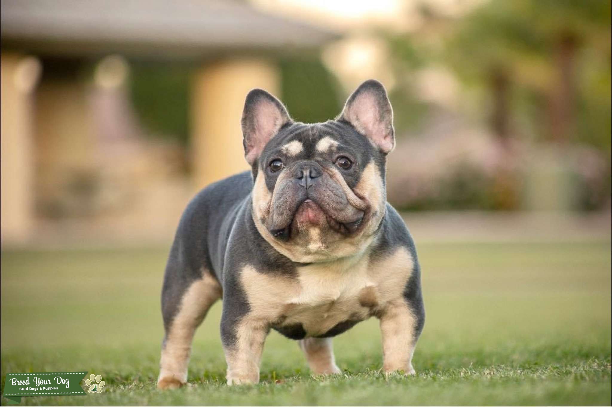 French Bulldog Stud Blue/Tan Quad Carrier (atat) No Brindle. Health