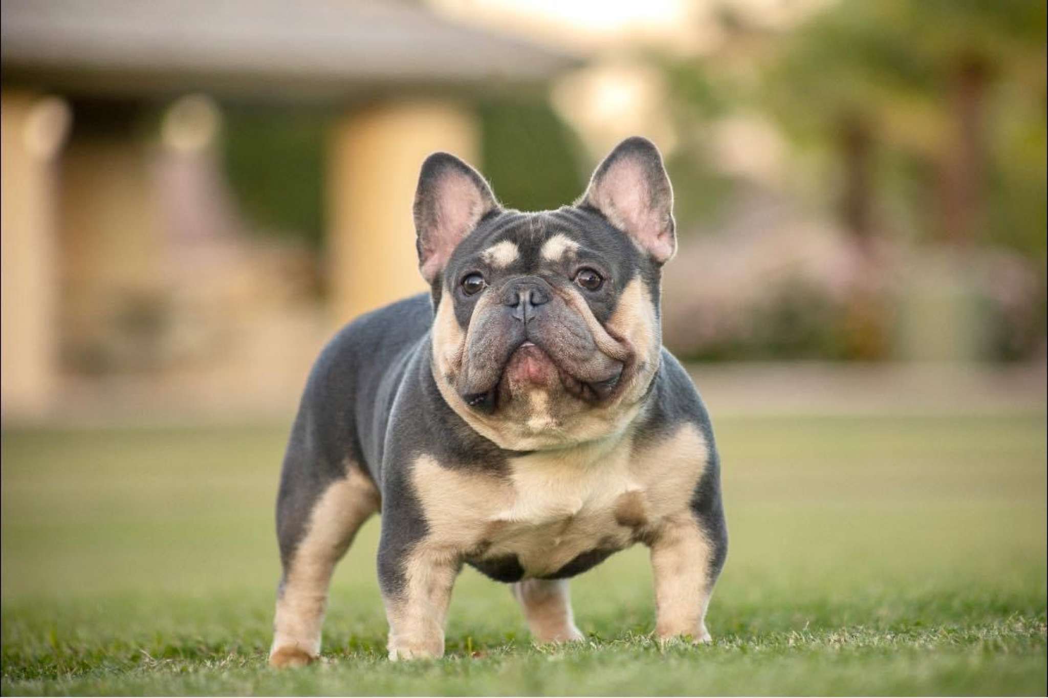 And Tan French Merle French Bulldog Stud Dog Grooming Blue French
