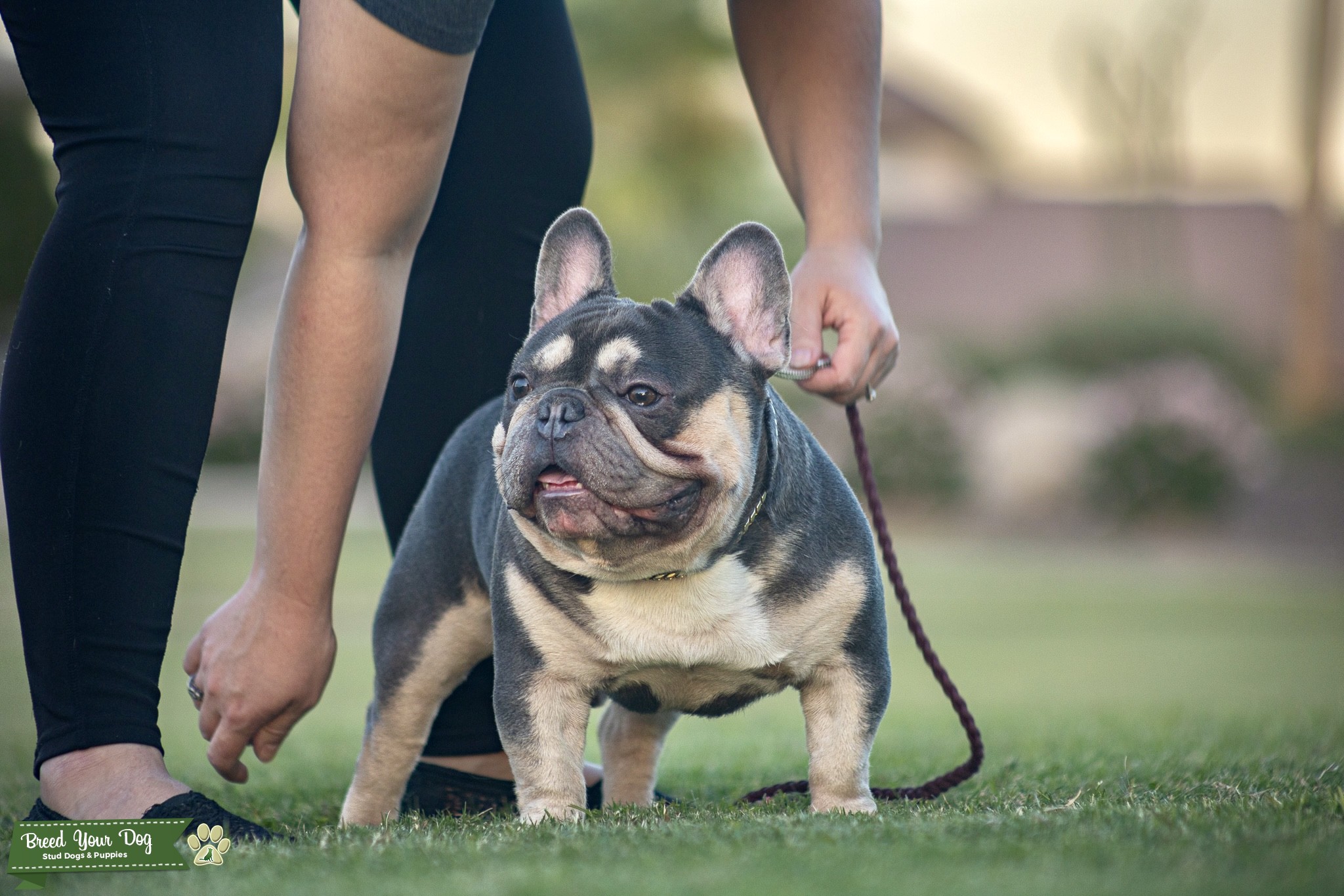 French Bulldog Stud Blue/Tan Quad Carrier (atat) No Brindle. Health