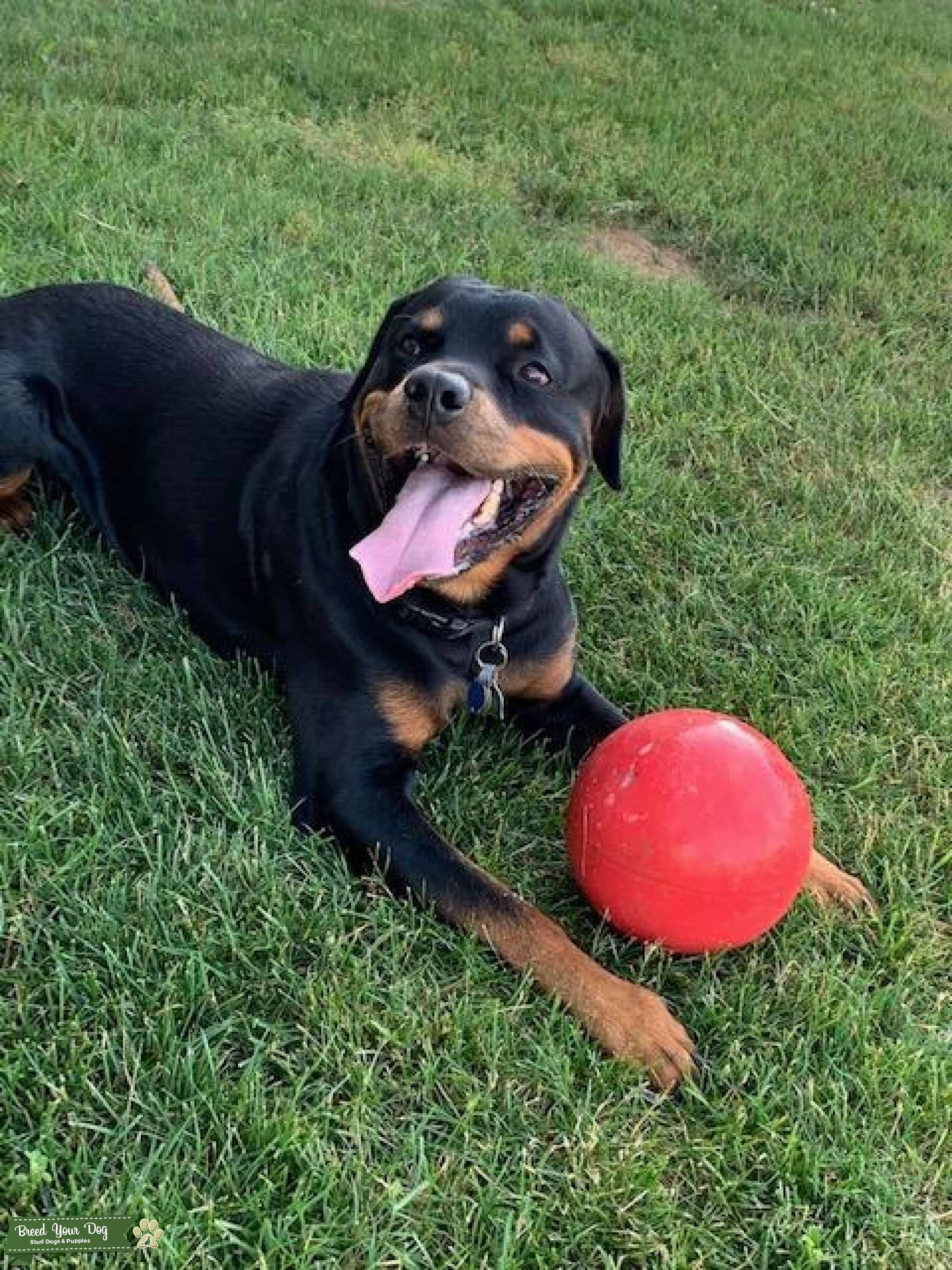 Black & Mahogany Rottweiler - Stud Dog in Northern New Jersey, the