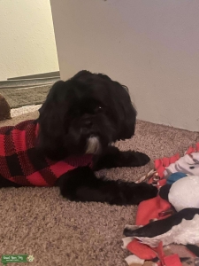 Shih Tzu male stud Listing Image