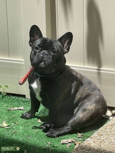 French Bulldog For Breed Listing Image