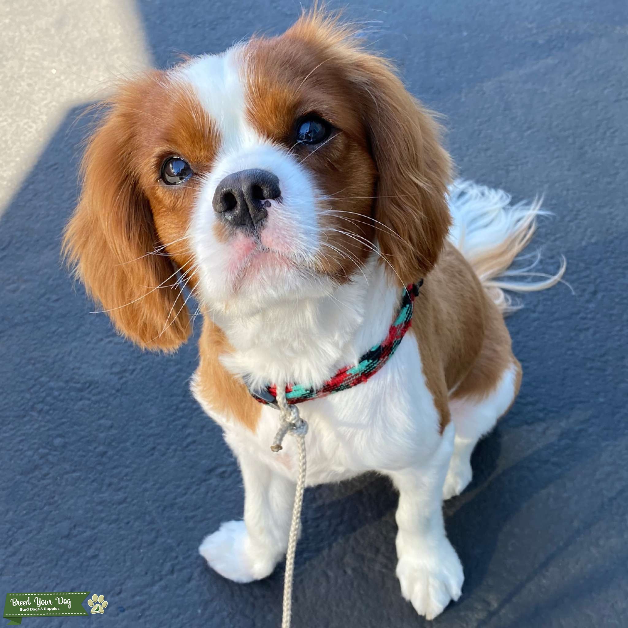 Blenheim Cavalier King Charles Spaniel Stud Stud Dog in Oregon