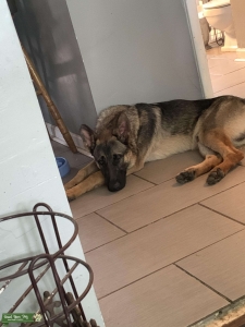 German Shepard  Listing Image