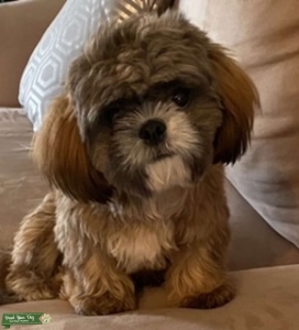 Gizmo the Stud  Listing Image