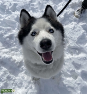 Looking for experienced breeder Listing Image