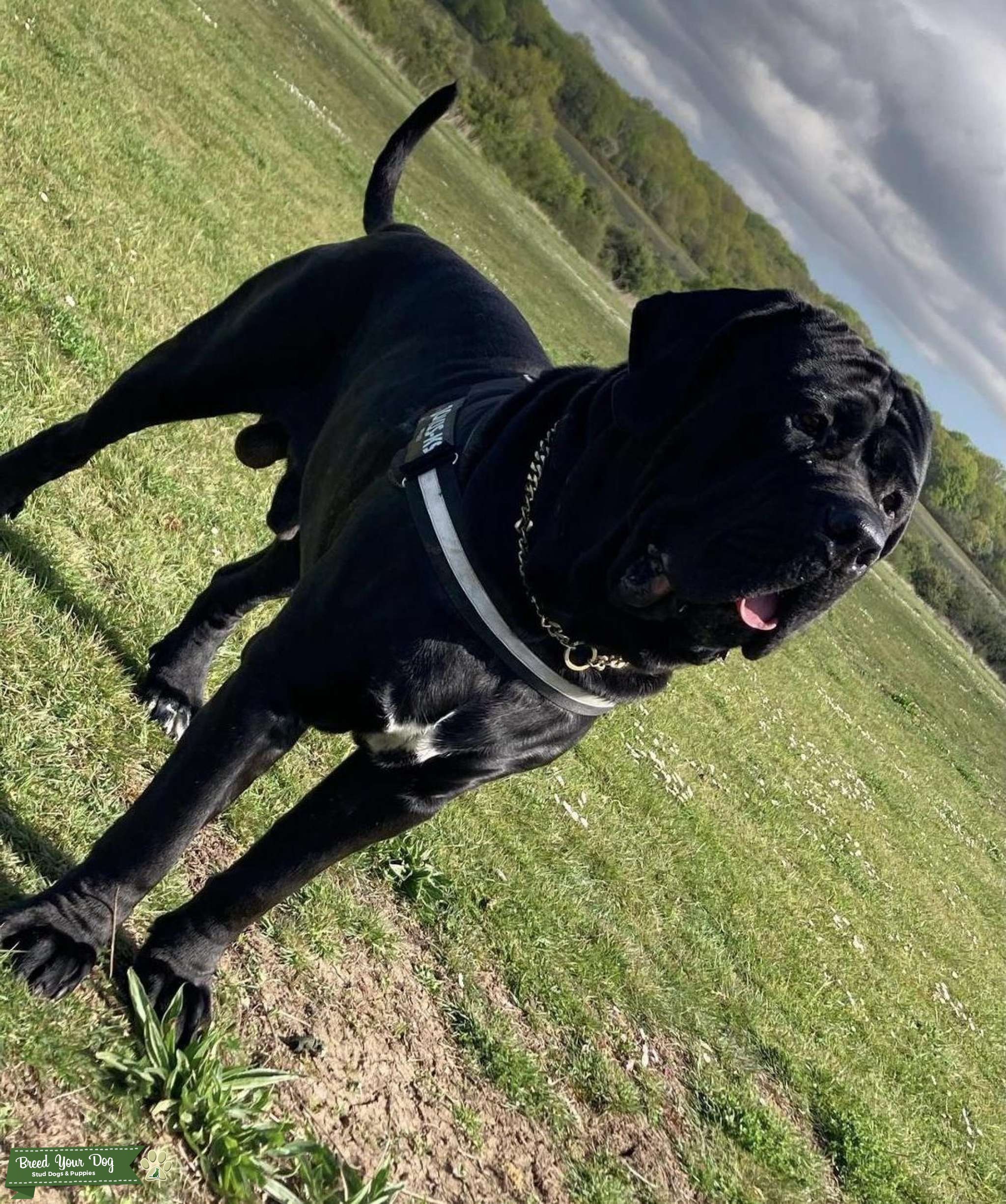 Giant Black Cane Corso For Stud Stud Dog in Essex, the United States