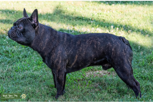 Brindle French Bulldog Stud Listing Image
