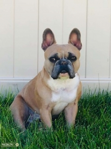 AKC French Bulldog available for stud service- Blue Fawn with white markings Listing Image