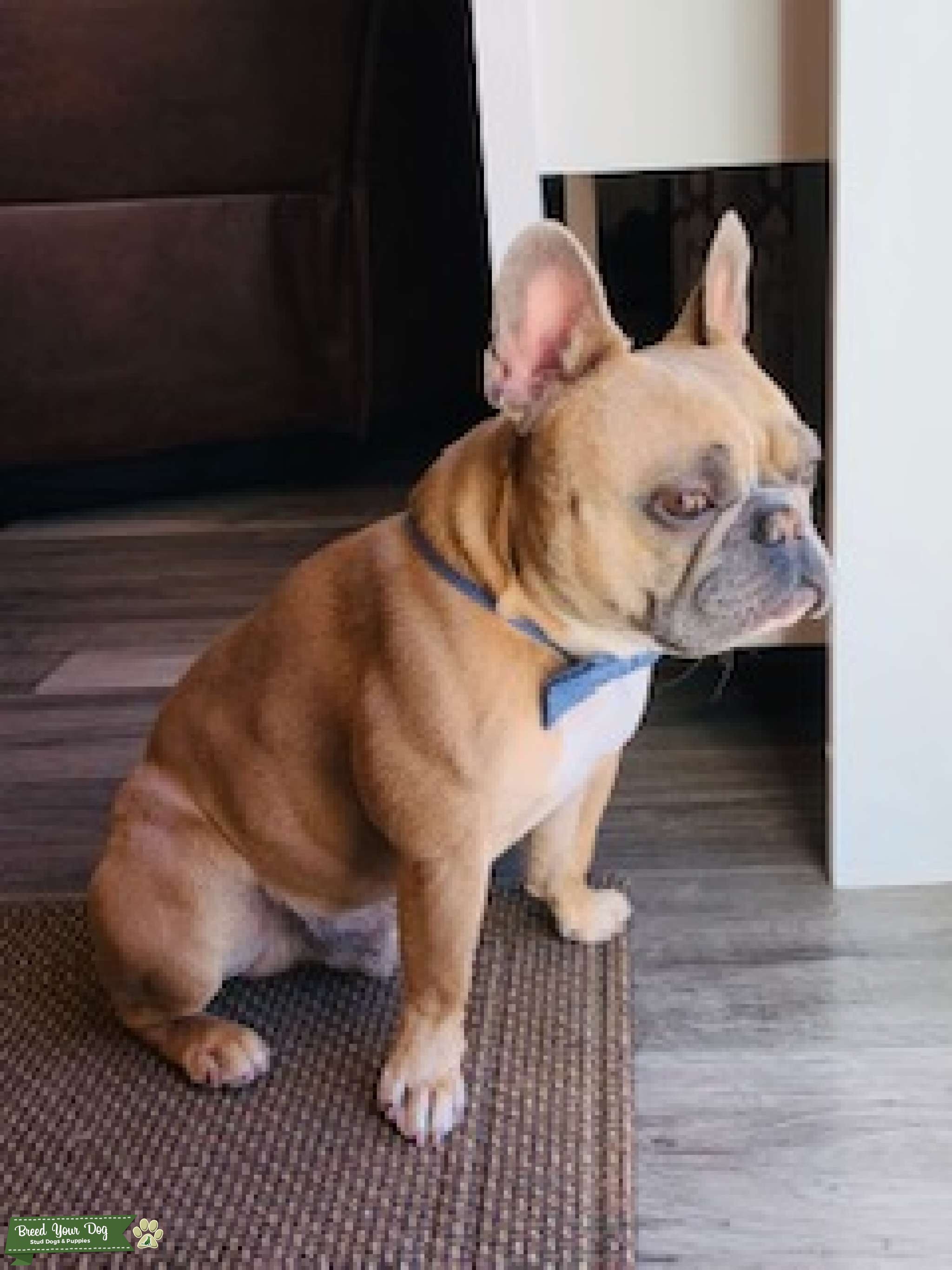 AKC French Bulldog available for stud service Blue Fawn with white