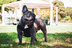 AKC French Bulldog Listing Image
